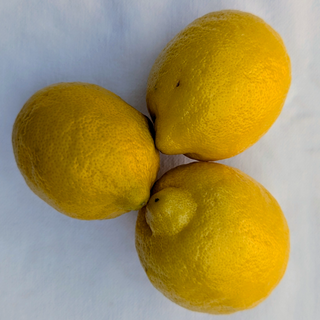 FP - Limon Amarilla
