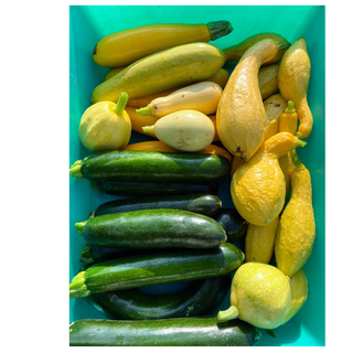 Zucchini Squash 4 pack 