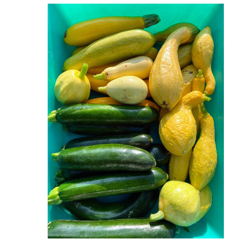 Zucchini Squash 4 pack 