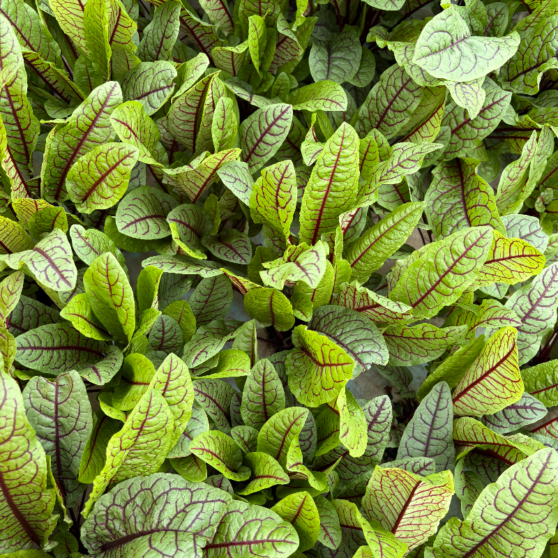 Sorrel
