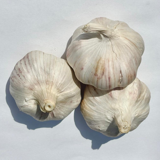 FP - Garlic