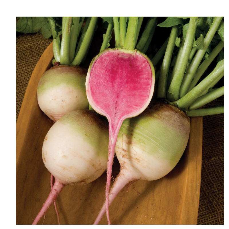 Radish - Watermelon 
