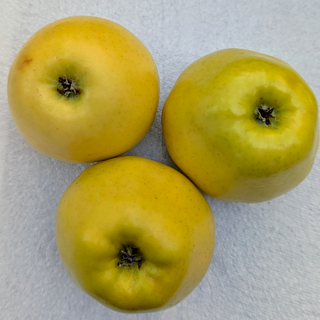 FP - Apple Golden