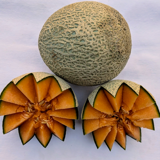 FP - Cantaloupe