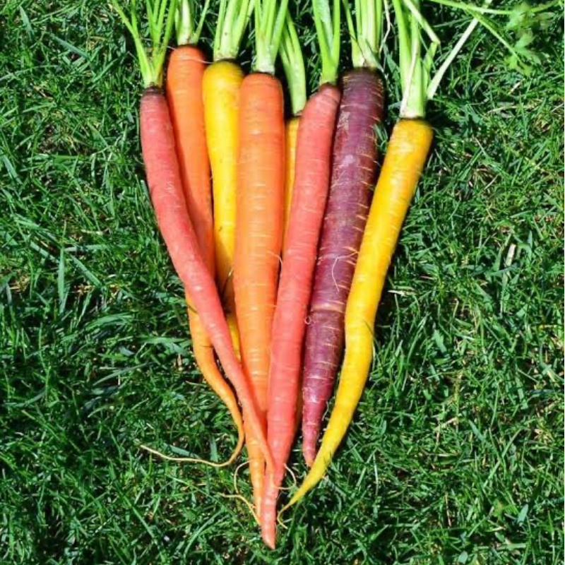 Carrots Rainbow
