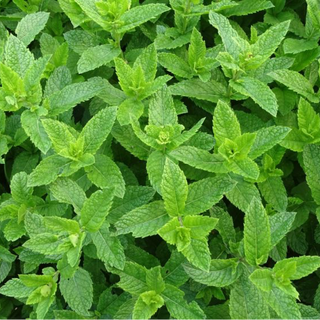 Mint (50 gram)