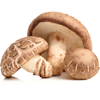 Fungi / Hongos