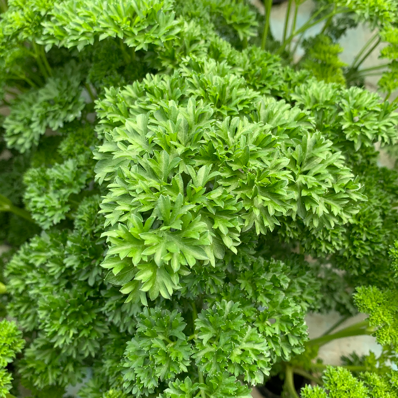 Parsley - Chinese Ruffle (50 Grams) Main Image