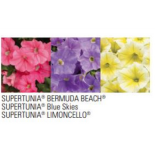 Supertunia Bermuda Blue Skies