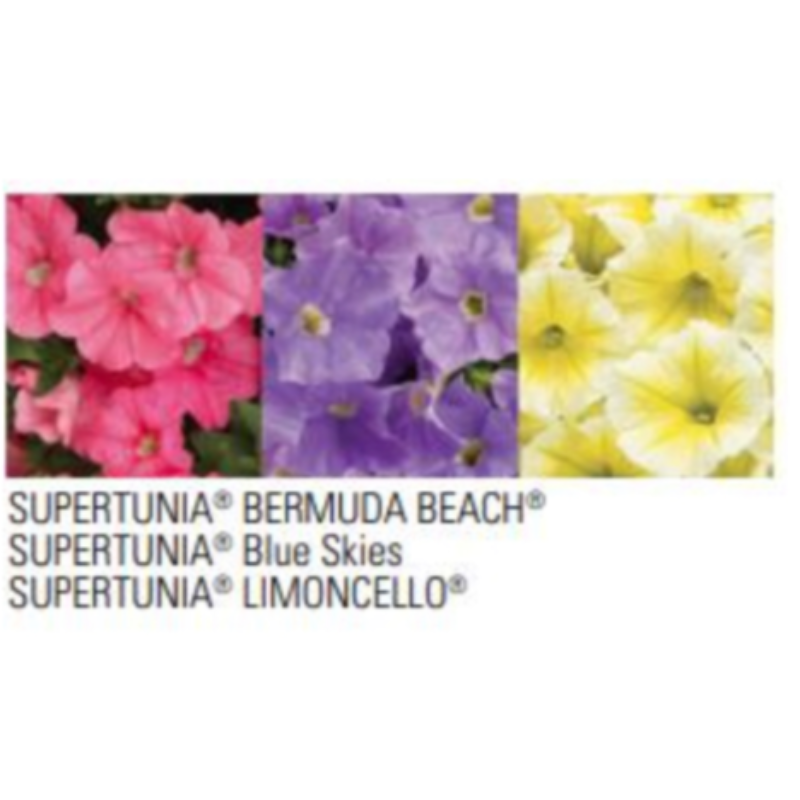 Supertunia Bermuda Blue Skies Main Image