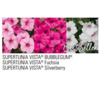 Supertunia Above & Beyond