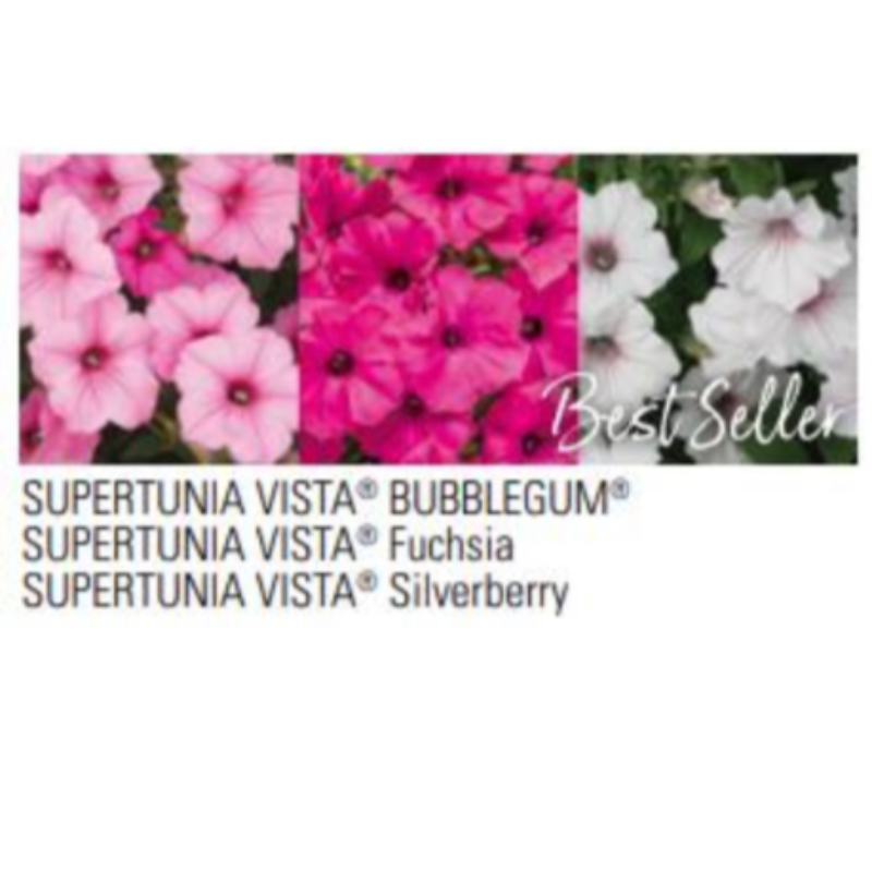 Supertunia Above & Beyond Main Image