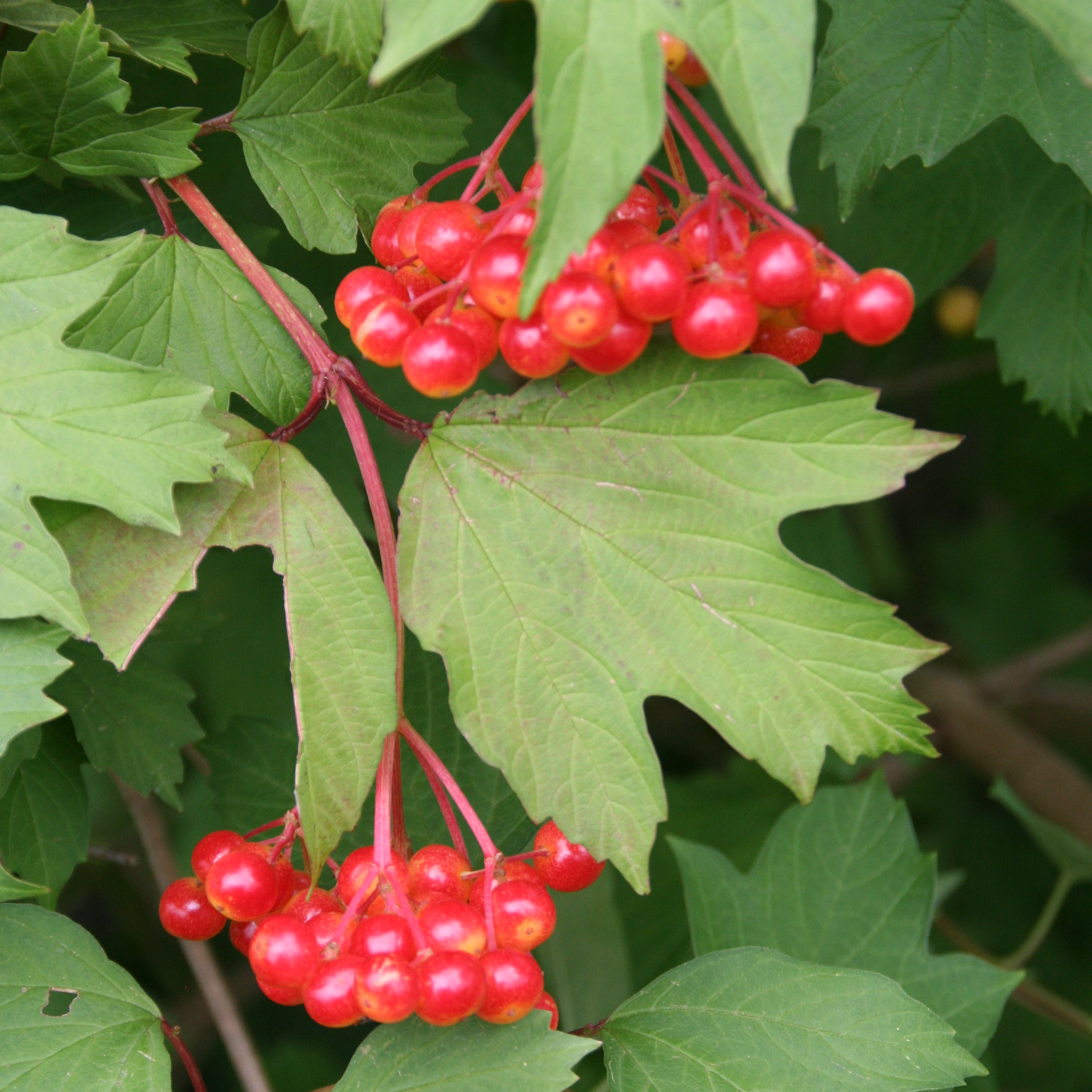 Gelderse roos (x5 stuks)