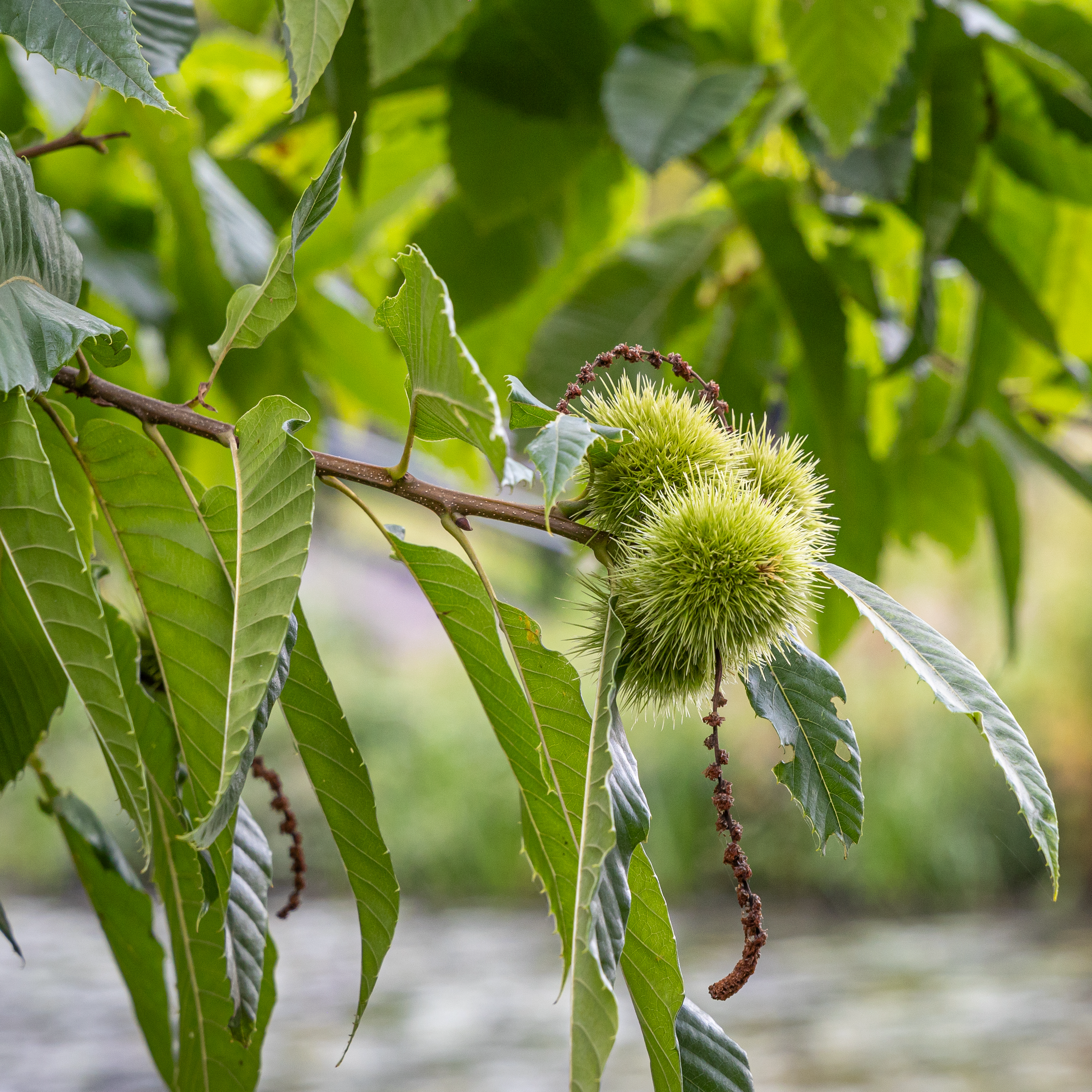 Tamme kastanje (max. 1)