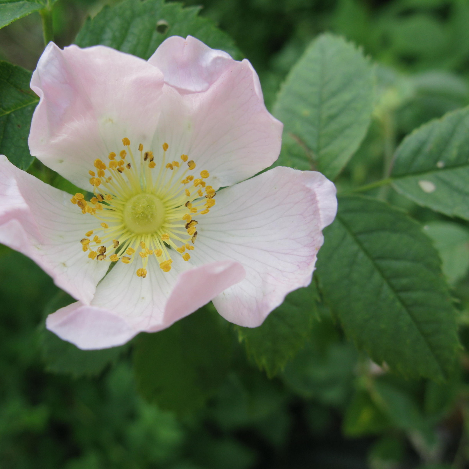 Hondsroos (x5 stuks)