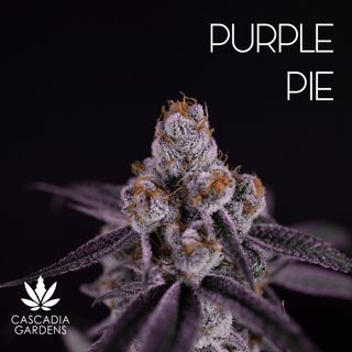 Purple Pie - I