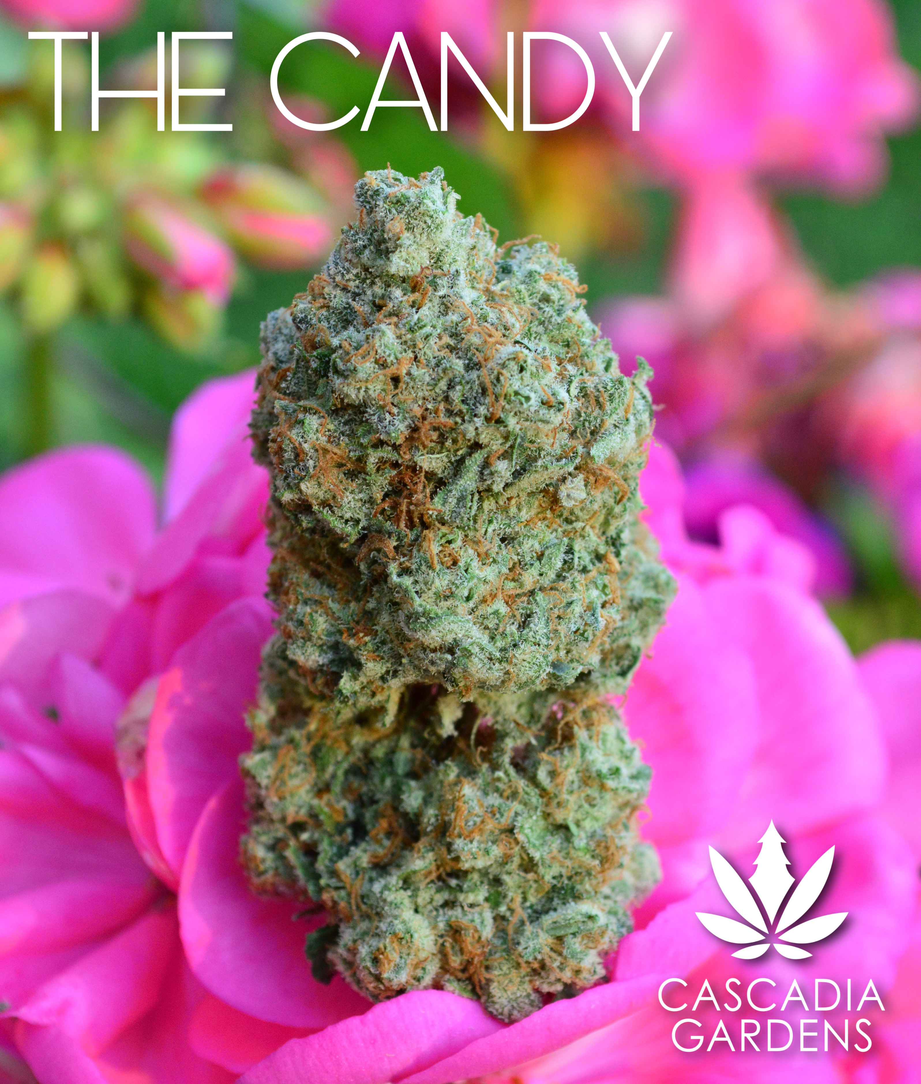 The Candy - I