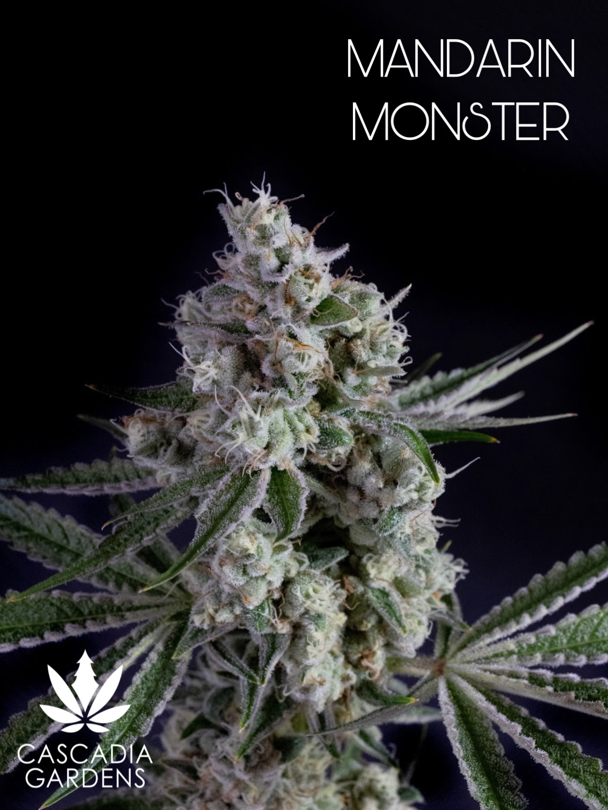 Mandarin Monster - S