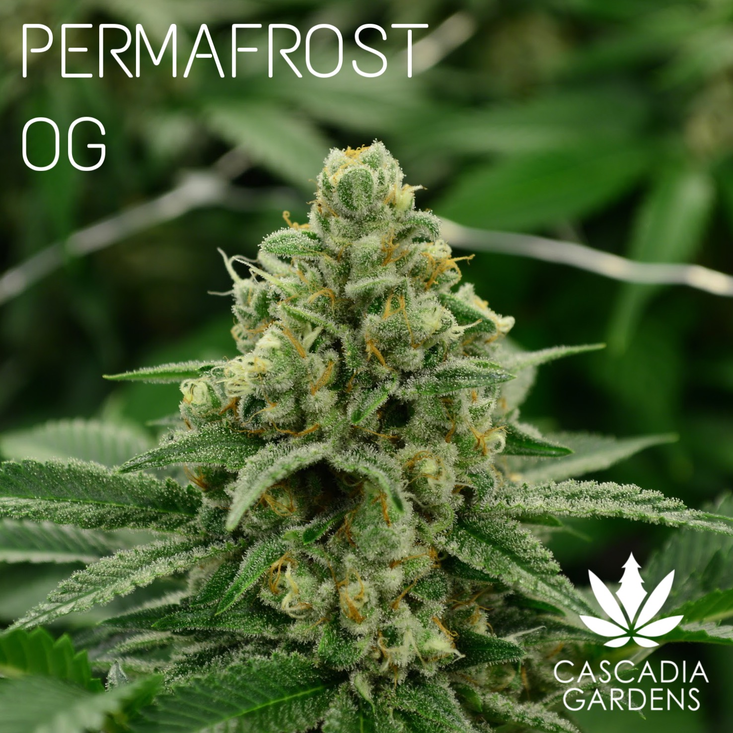 Permafrost OG - S
