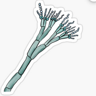 Penicillium Blue Fungus Sticker