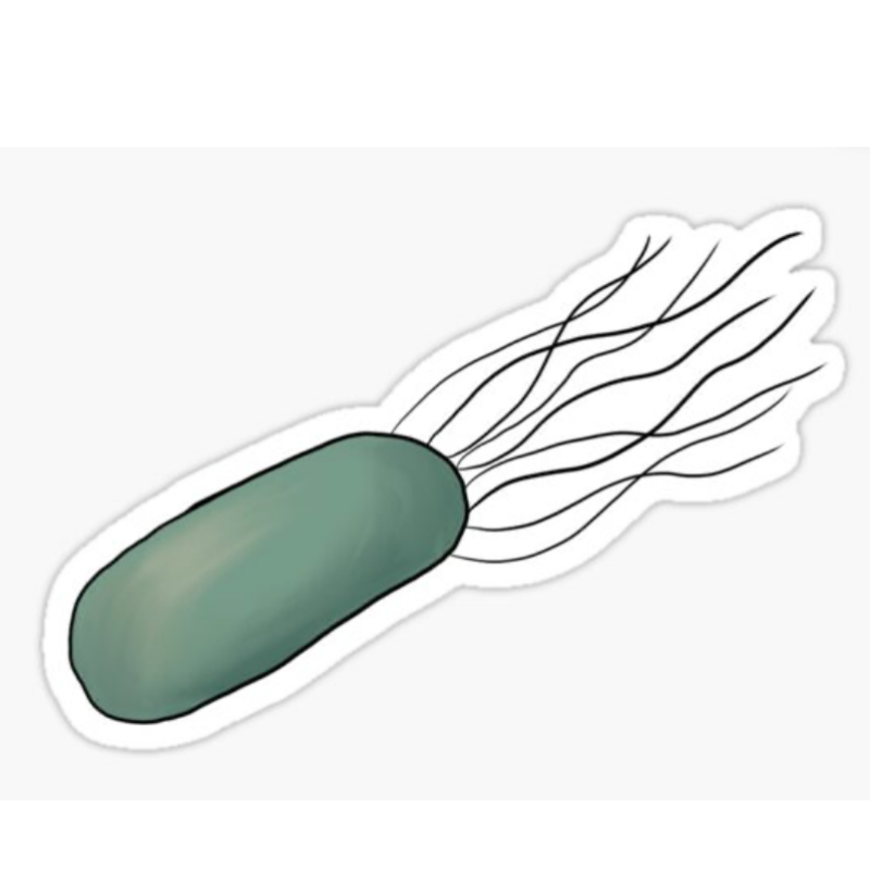 E.coli Sticker Main Image