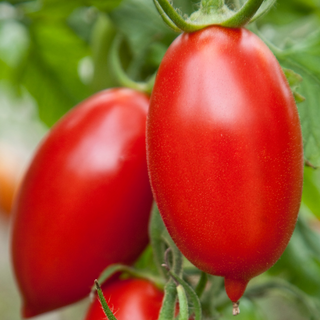 Tomate italienne Amish *Bio