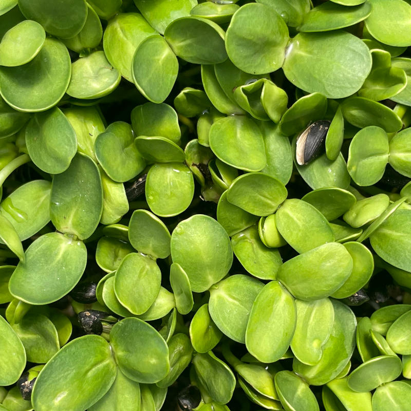 Sunflower Shoots  Main Image