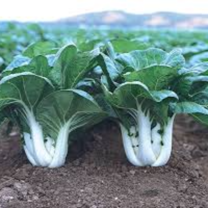 Pak Choi (each)