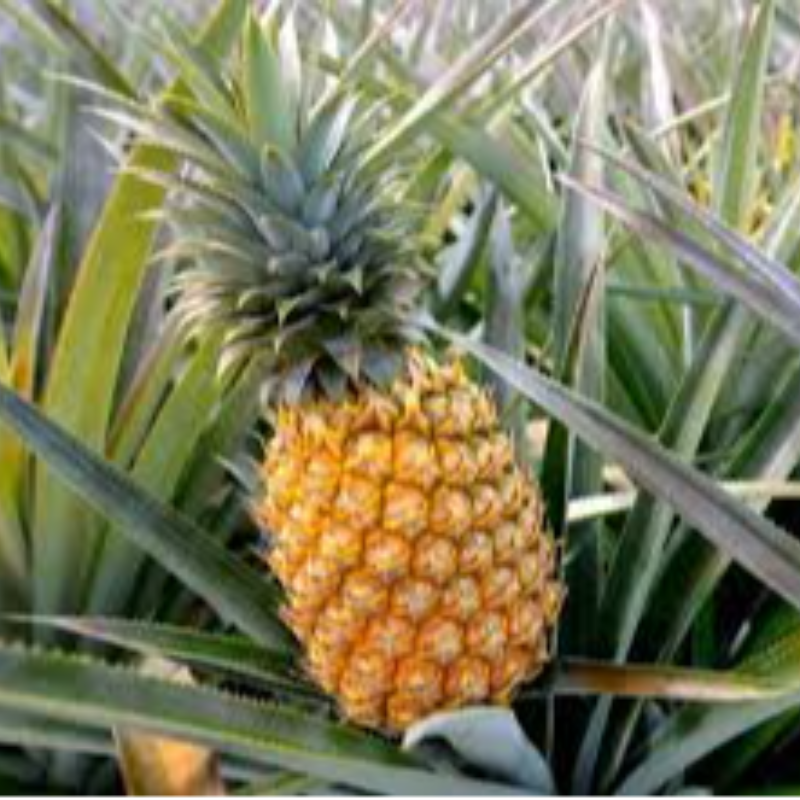 Pineapple local Cayene Head per piece by Dew Fresh