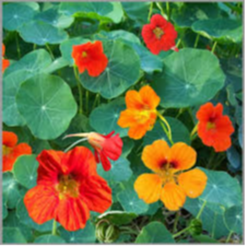Nasturtiums