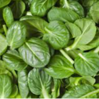 Baby Spinach