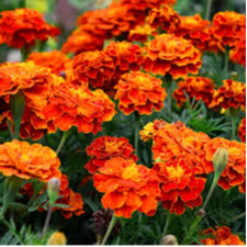 Marigolds