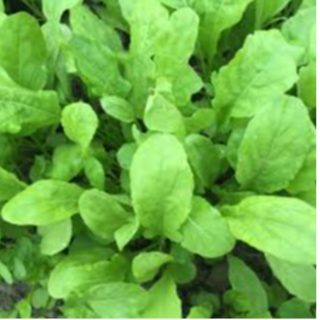 Roquette