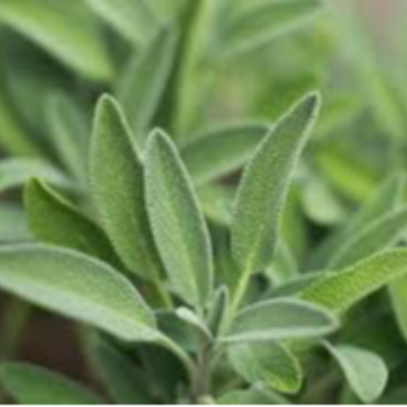 Sage