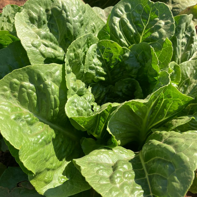 Triple Play Romaine Lettuce 1 head