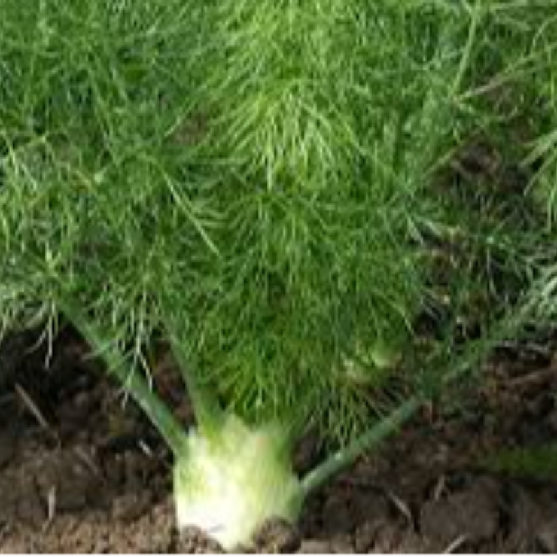 Fennel