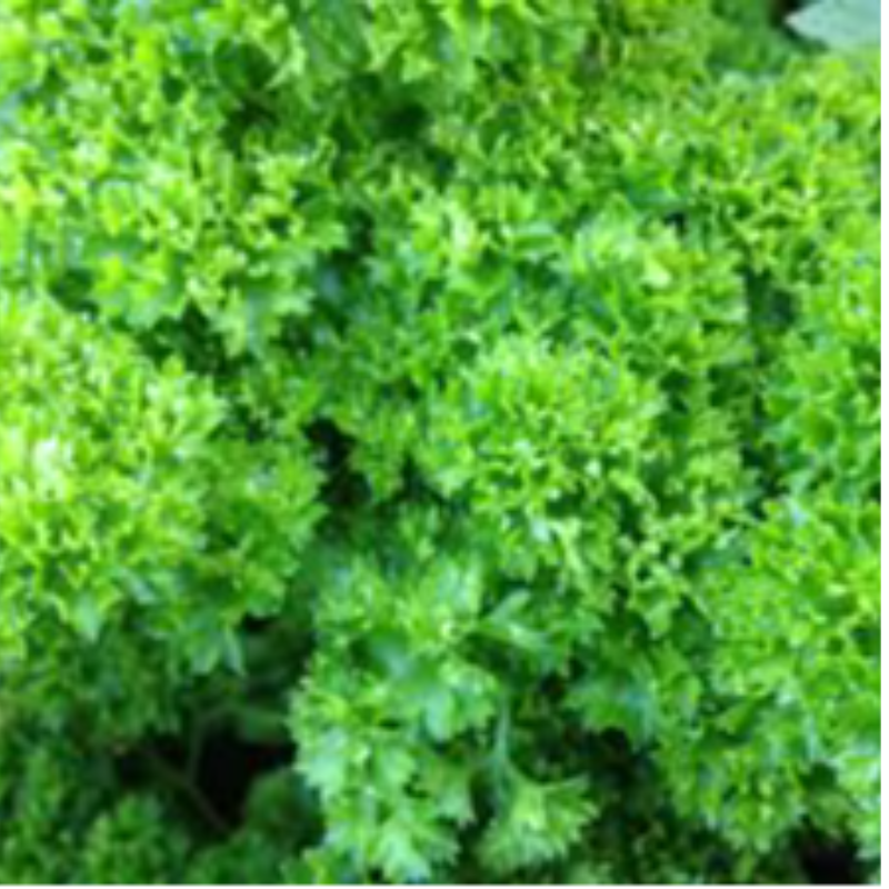 Moss Parsley