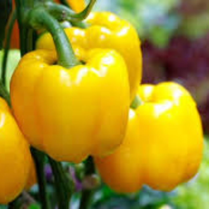 Yellow Peppers