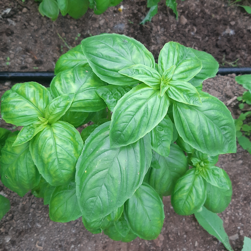 Basil Bunches Main Image