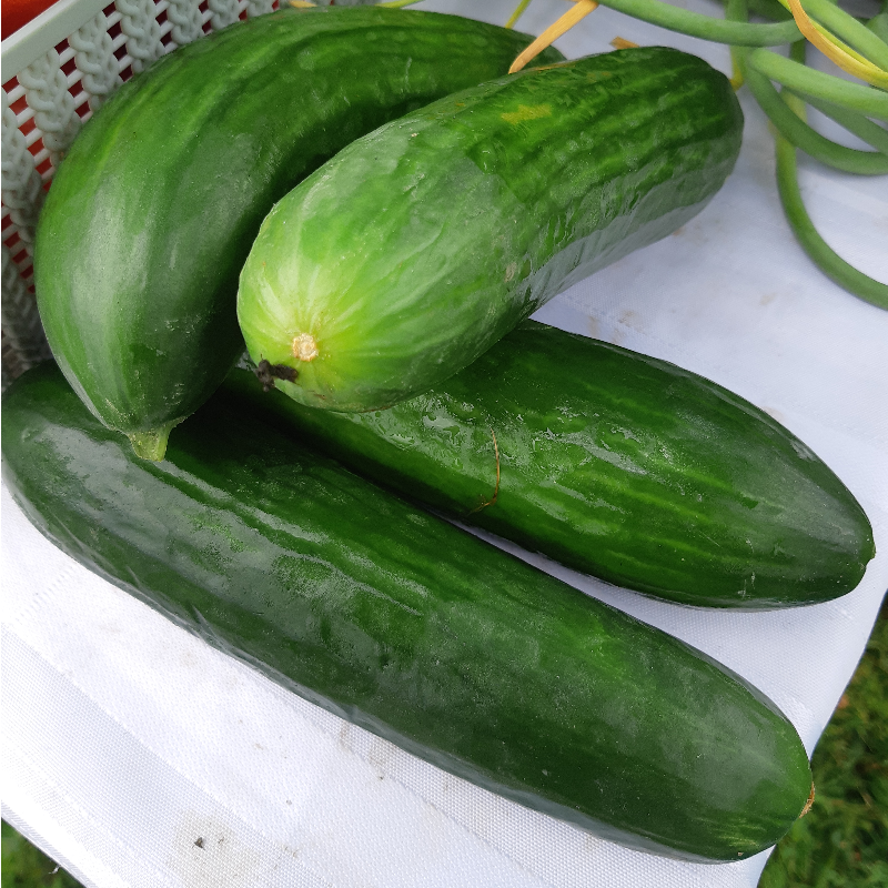 Field Cucumbers Main Image