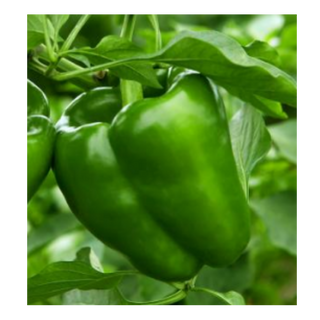 Green Bell Peppers