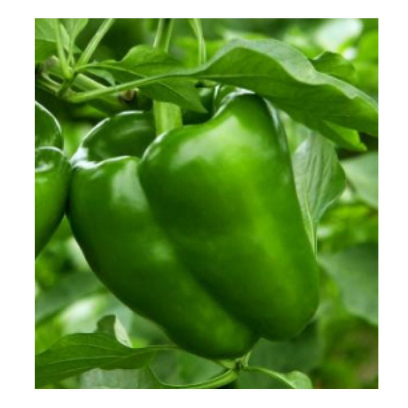Green Bell Peppers