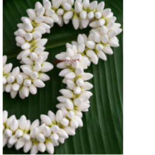 Jasmine (Malli) String - 6 Ft