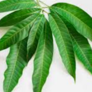 Mango Leaves 1 Bunch (10 leaves)
