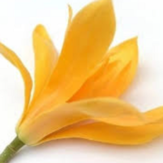 Shenbaga poo/Champaka -50g