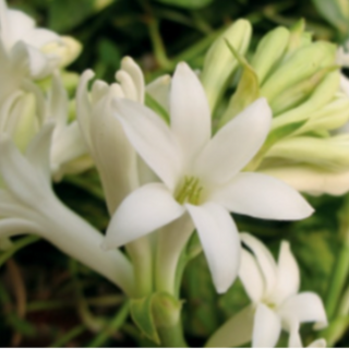 Lily /. Tube roses looses 100g