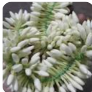 Mullai 6 Ft String