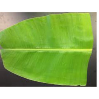 Banana leave-10