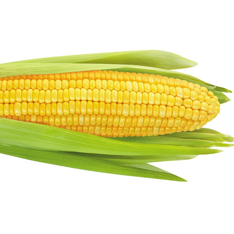 Corn Main Image