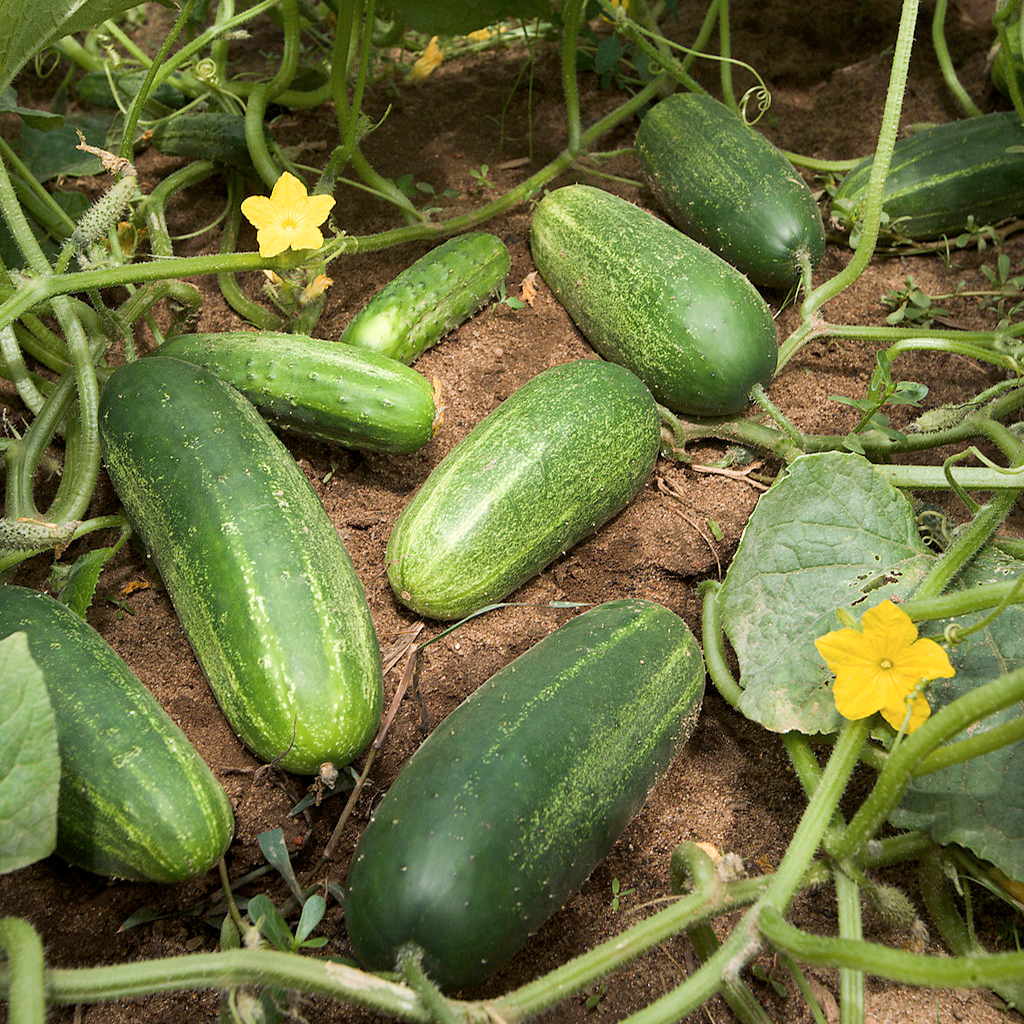 Cucumbers Main Image